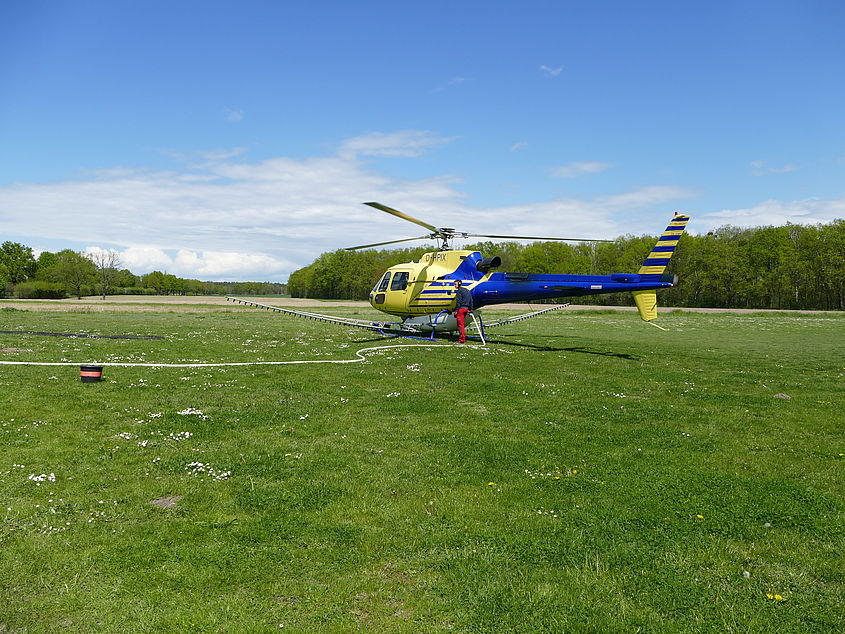 Aus der Luft wurde mit einem Hubschrauber der Eichenprozessionsspinner im Landkreis Gifhorn bekämpft.